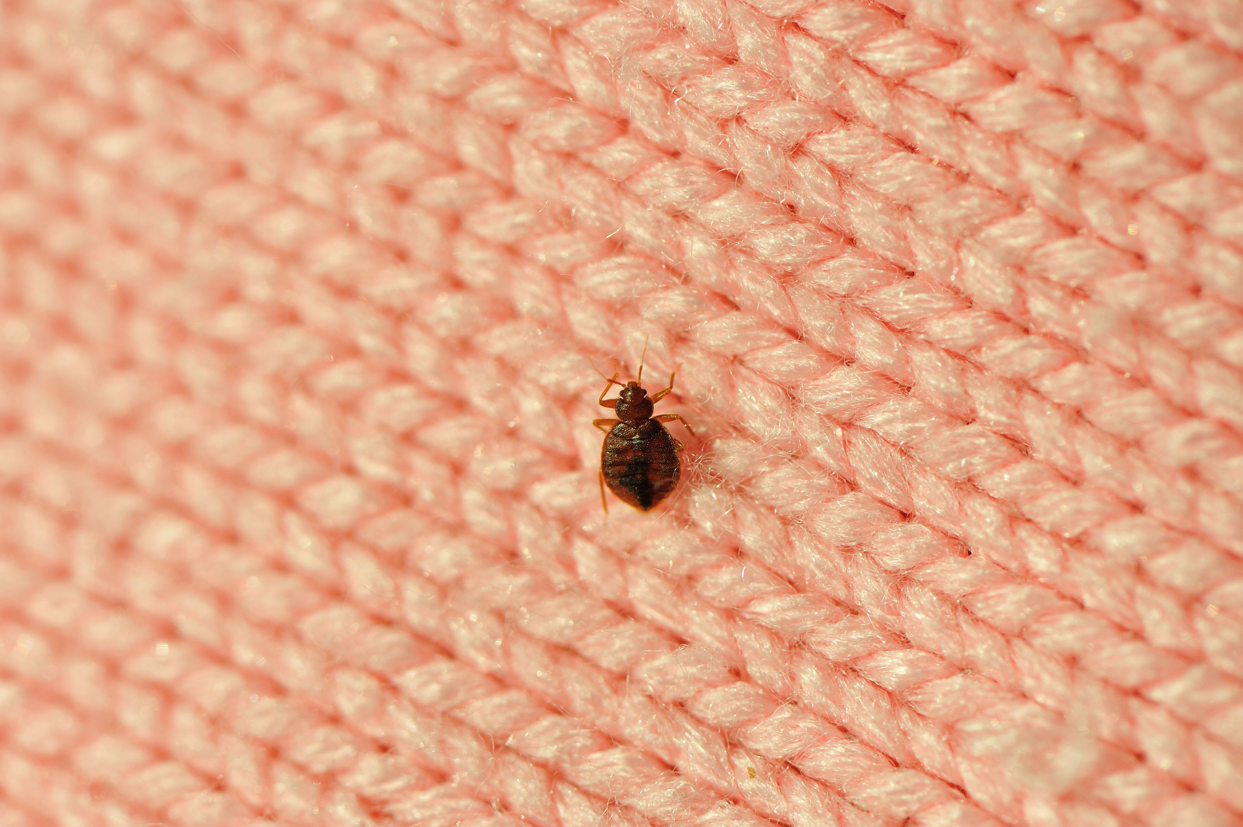 Bed Bugs & Dirty Clothes - Pest Control Technology