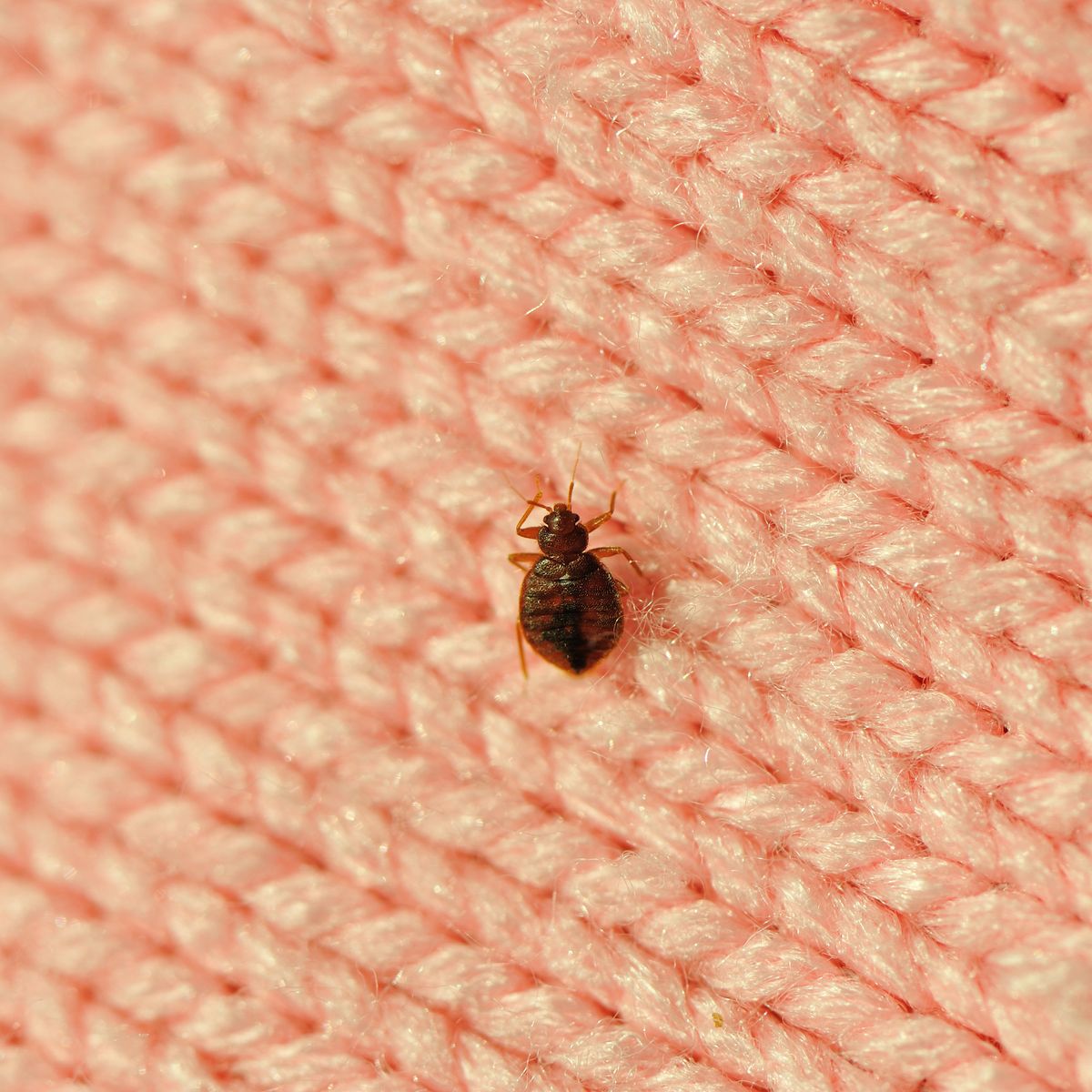 most effective bed bug treatment