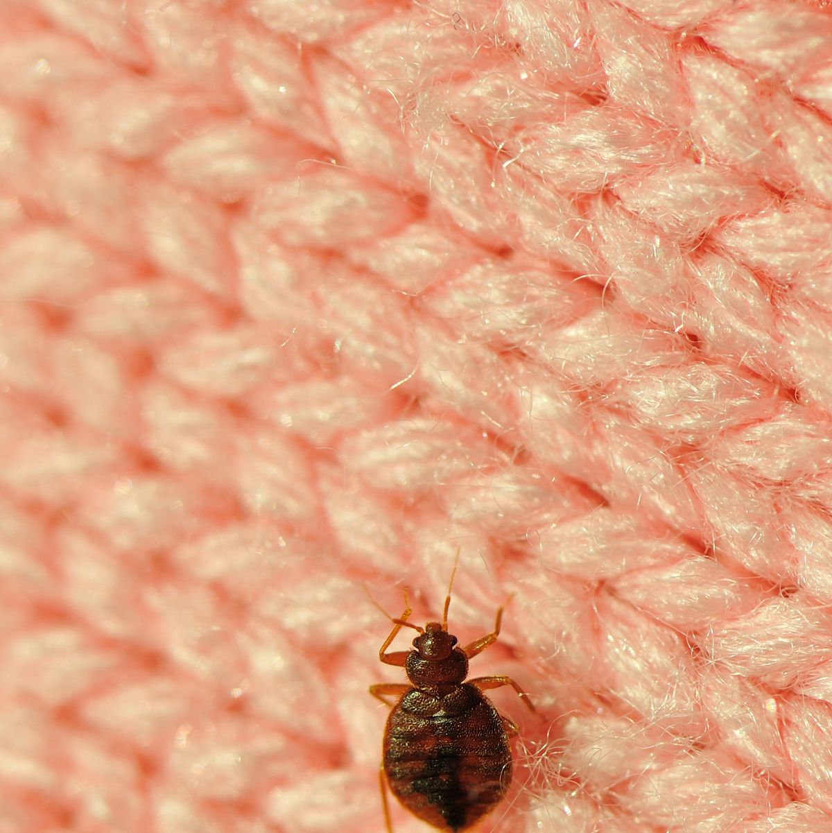 Top 10 Tips to Get Rid of Bed Bugs Overnight