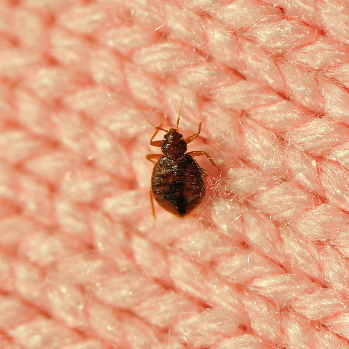 Bed Bug Exterminator LA King