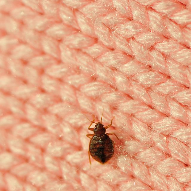Bed Bug Inspection