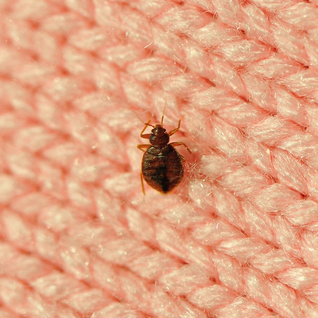 Bed Bug Inspection