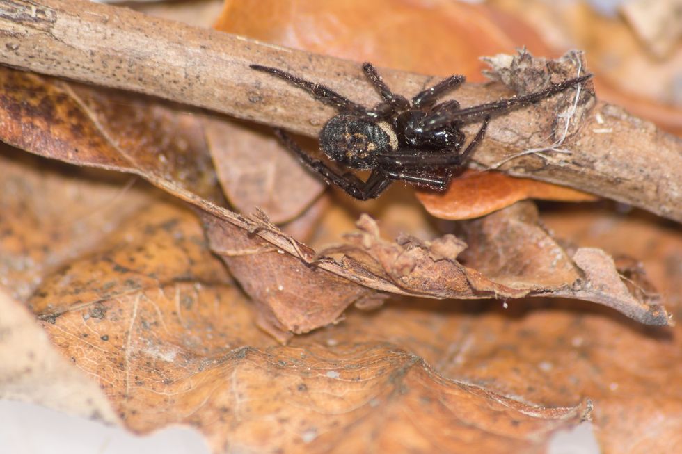A single false widow spider (male)