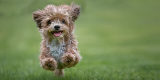 yorkshire terrier jumping