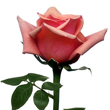 single red pink rose on white