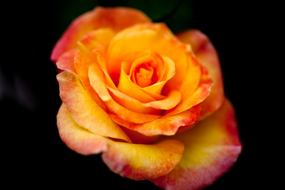 a single yellow rose with red tipped petals, close up