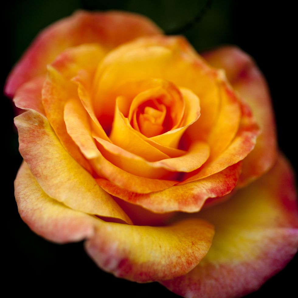 a single yellow rose with red tipped petals, close up