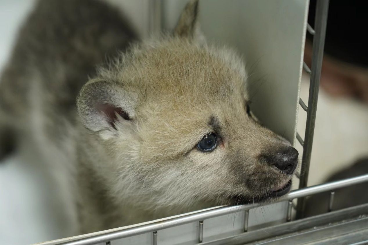 The First Cloned Arctic Wolf Has Been Born Via a Beagle in China