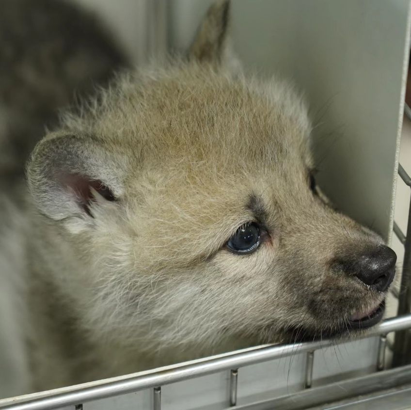 A Beagle Just Gave Birth to the First Cloned Arctic Wolf Pup (Her Name Is Maya, and She's Adorable)