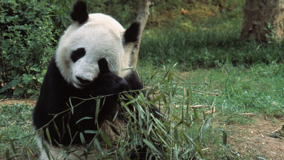 Asias wild secrets