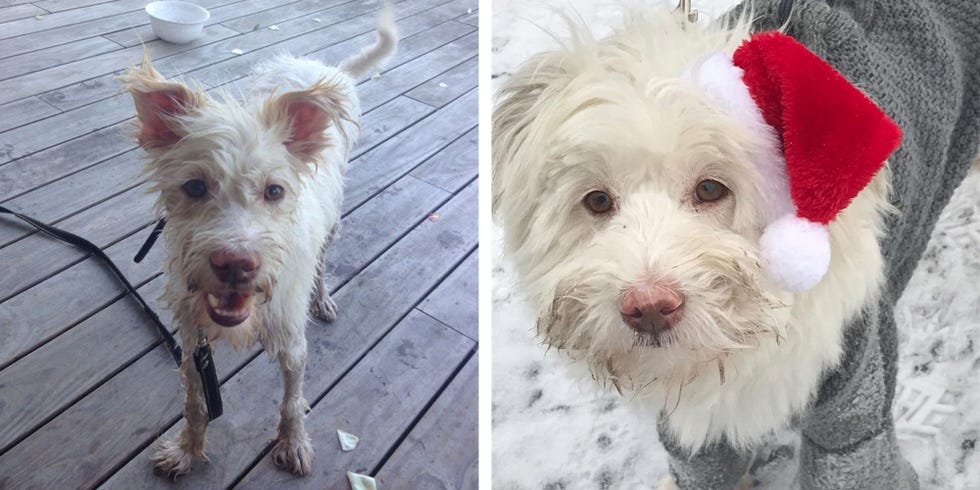 voices from ukraine bas dogs