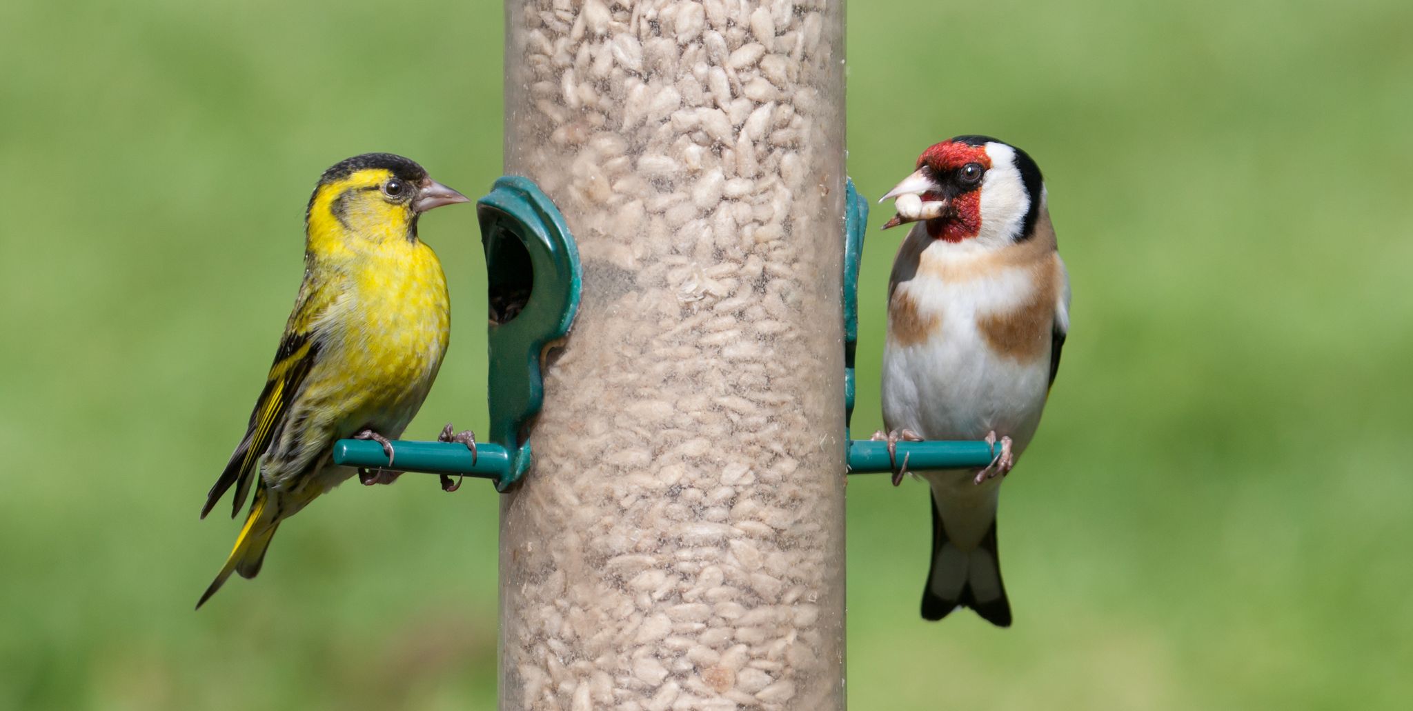 birds on seed feeder