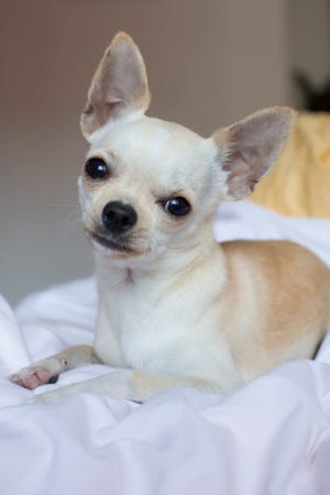 Chihuahua