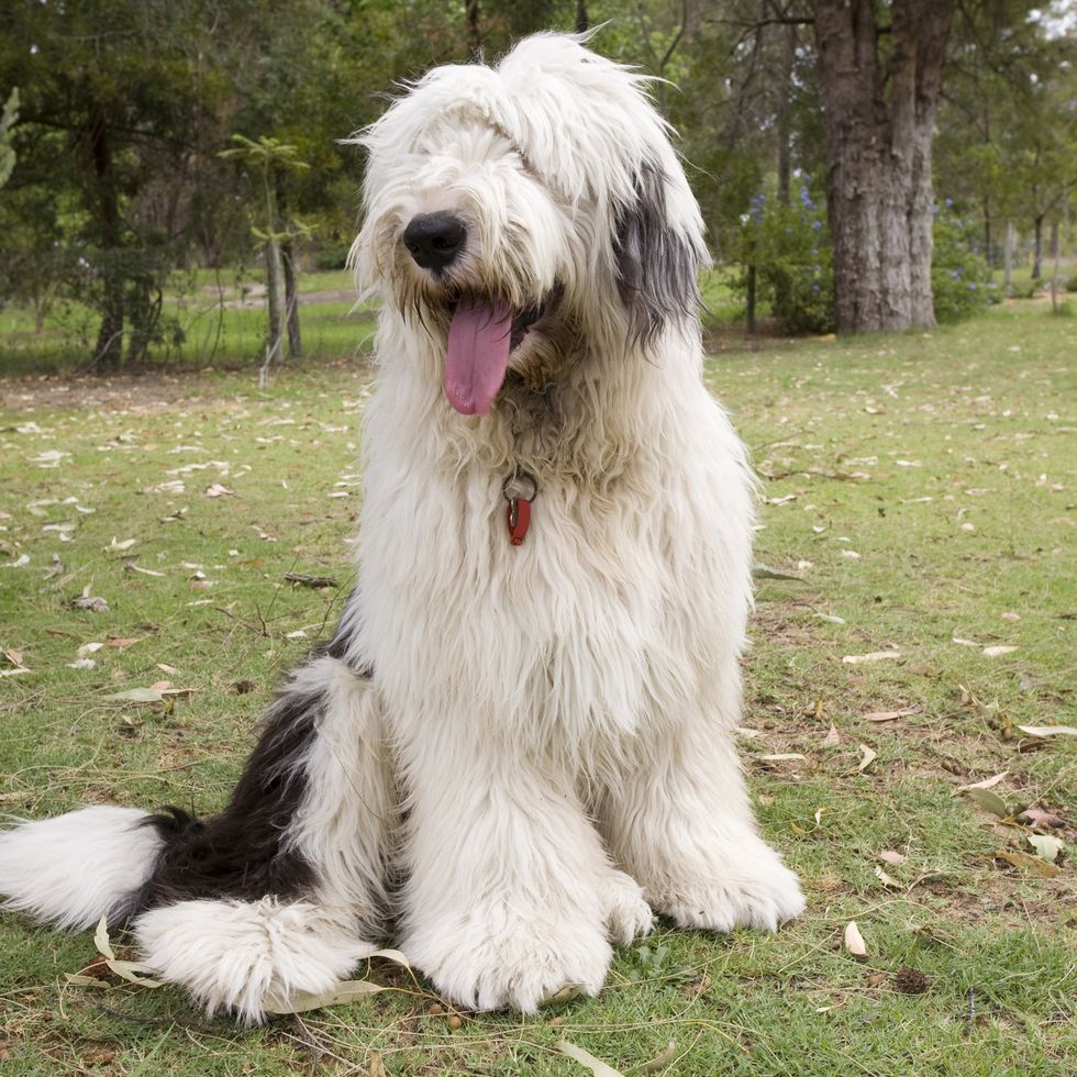 healthiest dog breeds old english sheep dog