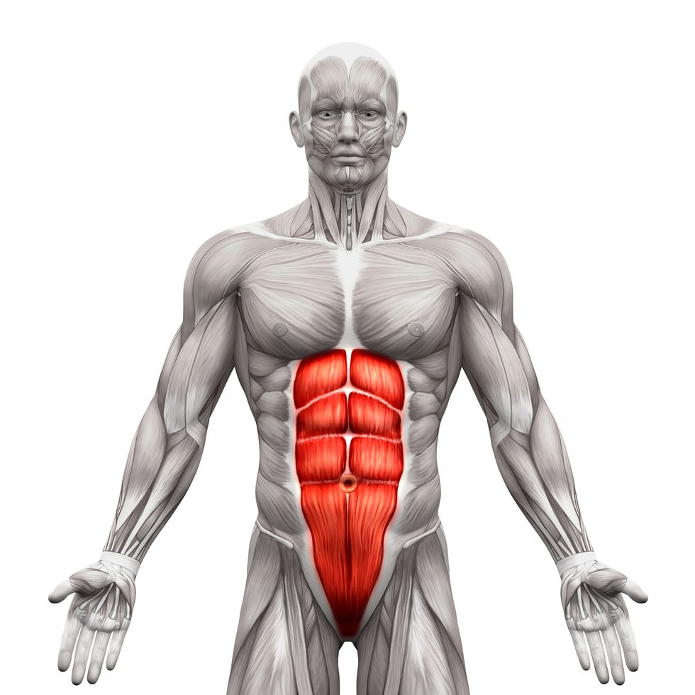six-pack muscles