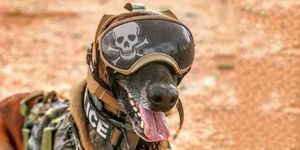 Helmet, Snout, Canidae, Personal protective equipment, Sporting Group, Dog breed, Motorcycle helmet, Carnivore, 
