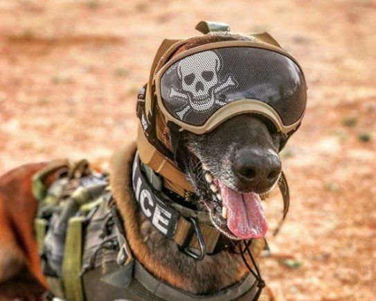 Soldier, Snout, Personal protective equipment, Canidae, Helmet, Military camouflage, Military, Army, Infantry, Dog breed, 
