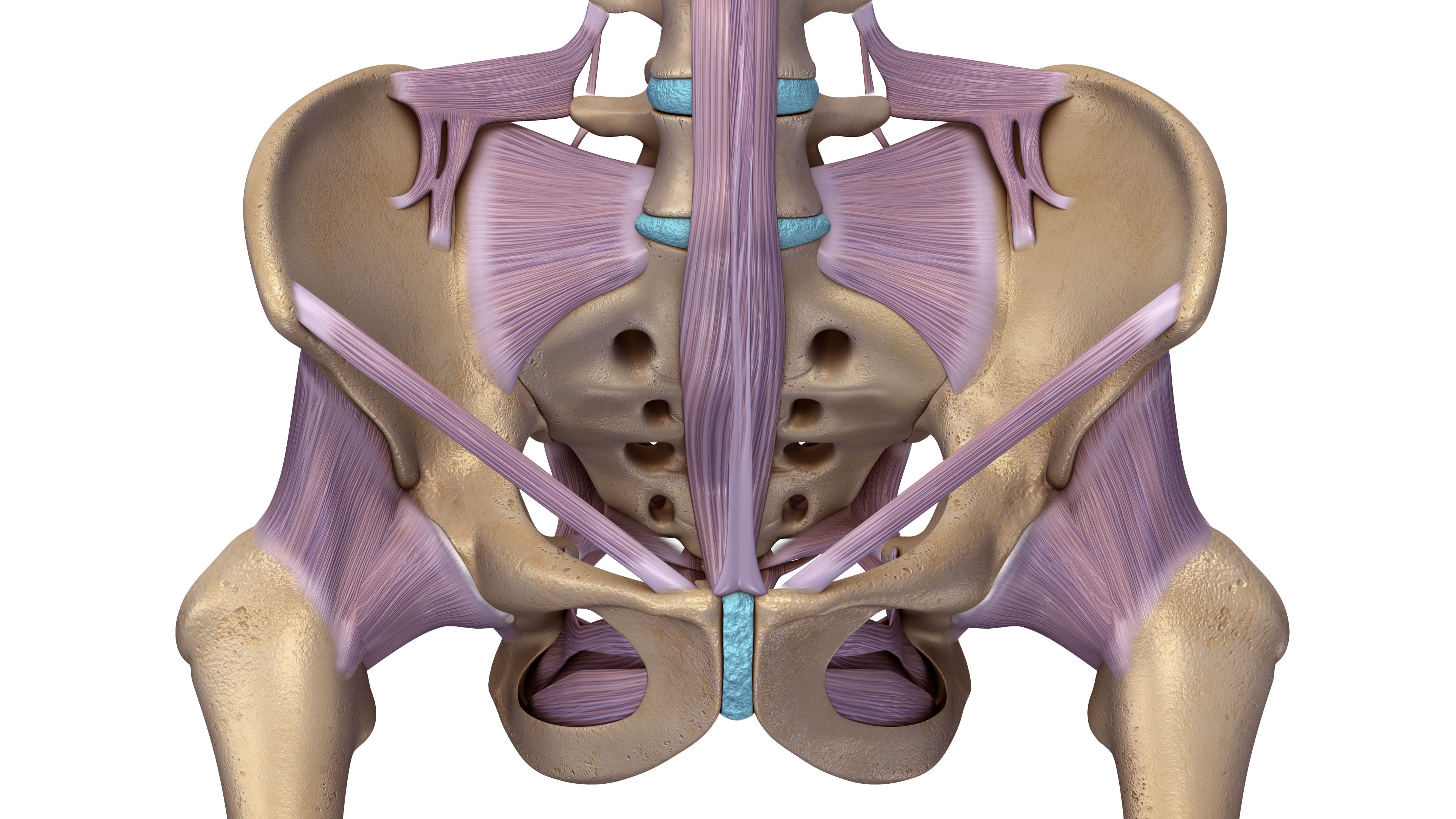 skeleton hip with ligaments front