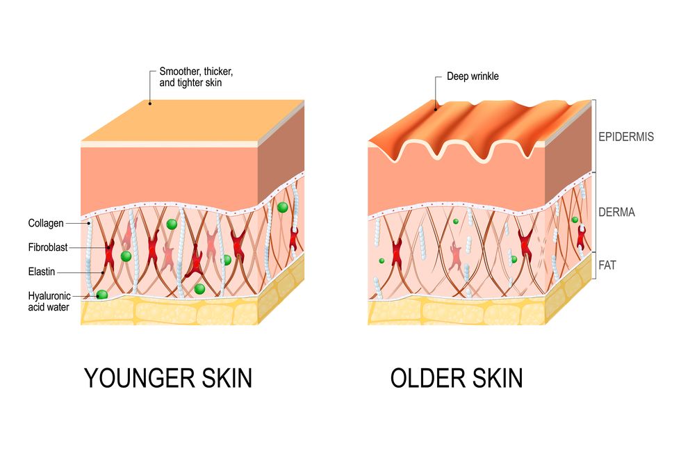 skin aging difference between the skin of a young and elderly person