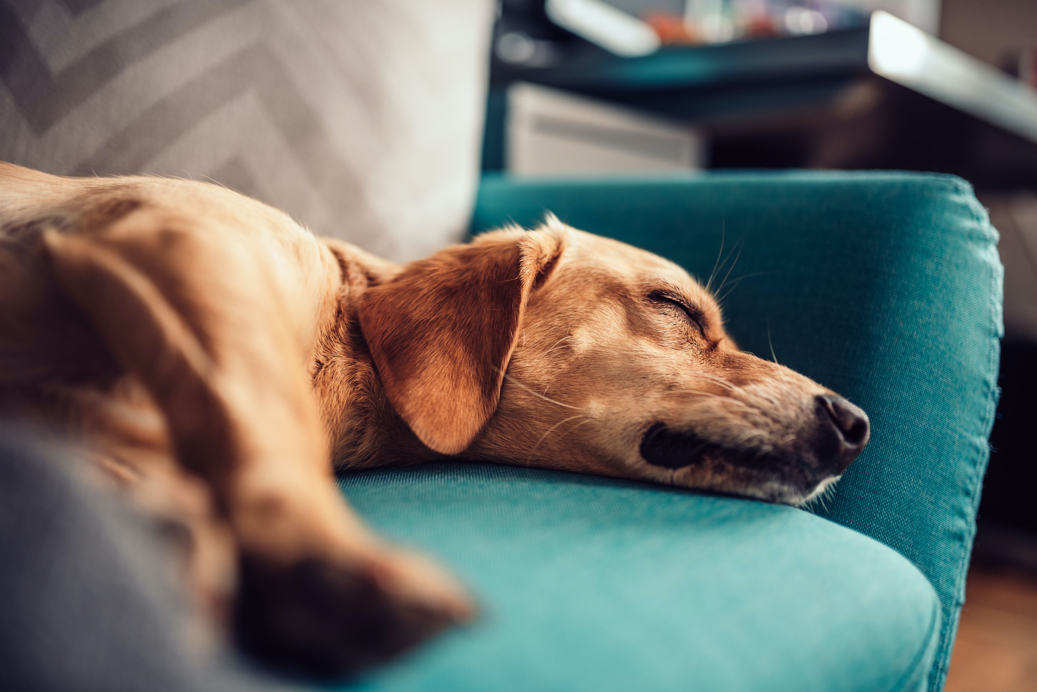 Dog developing clearance skin tags