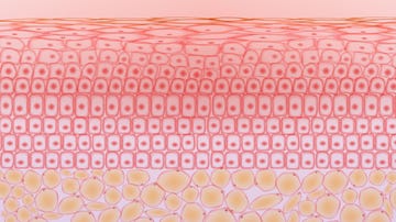 skin tissue cells and fat tissue cells ,dermis and adipocytes