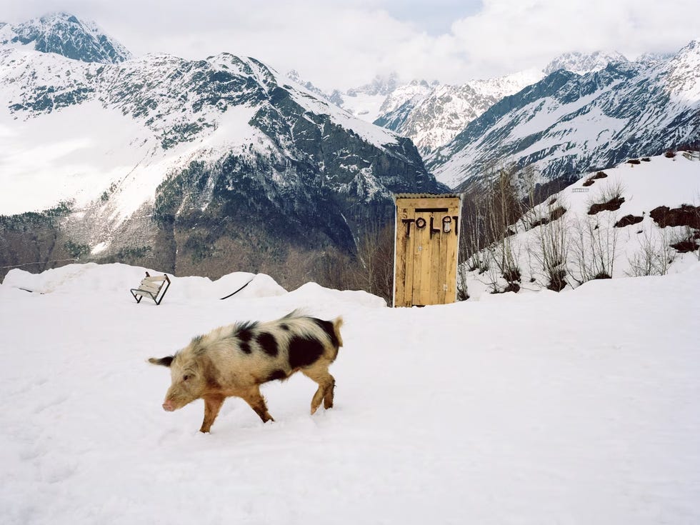 een varken op de piste in ushguli