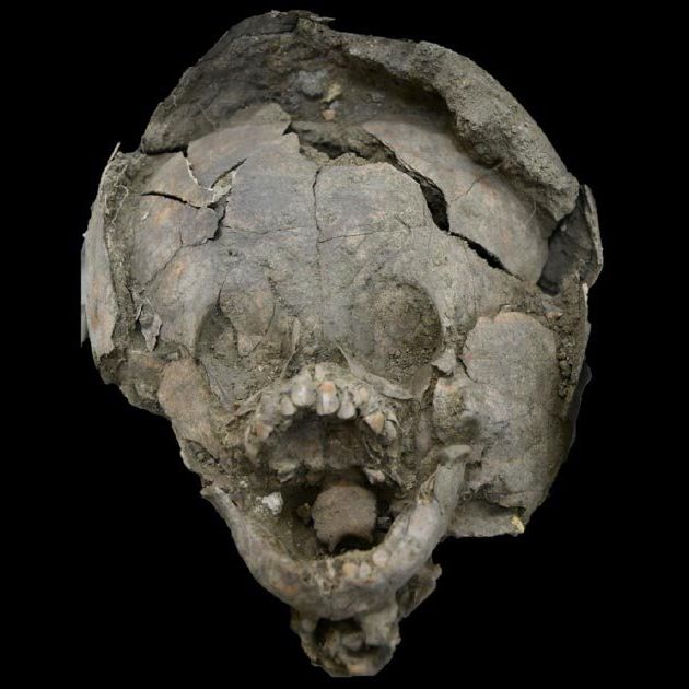 Skull, Head, Bone, Jaw, Human, Fossil, Skeleton, Artifact, Rock, 