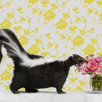 Skunk on Marble with Wallpaper smelling flowers