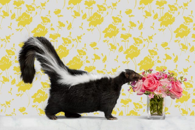 Skunk on Marble with Wallpaper smelling flowers