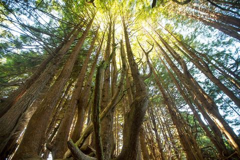 Het Usal Redwood Forest strekt zich langs de Californische kust uit over een oppervlak van ruim 20000 hectare In dit gemengde bos van mammoetbomen Douglassparren en eiken ruisen talloze beken en wemelt het van de wilde dieren