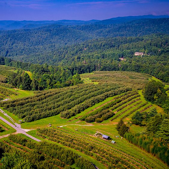 overhead view of an apple orchard on a mountain