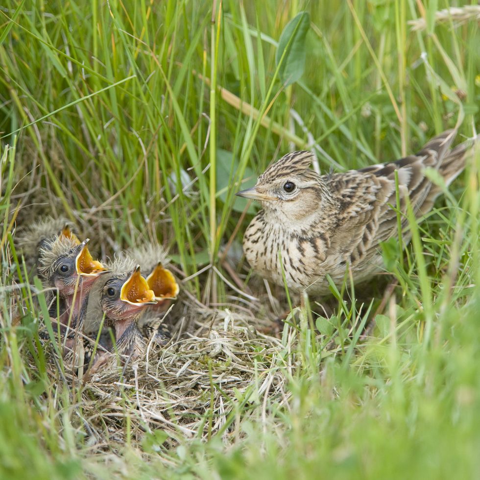 skylark with begging chicks at nest