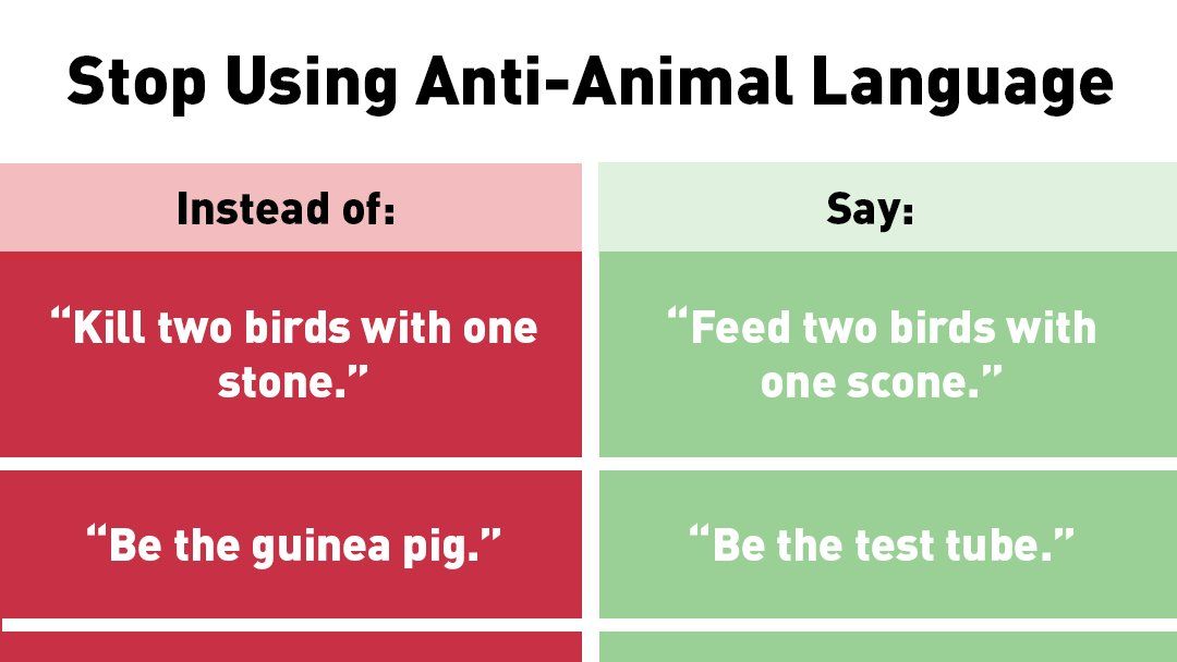 preview for Say Goodbye to 'Bring Home the Bacon,' PETA Releases 'Animal Friendly' Replacement Phrases