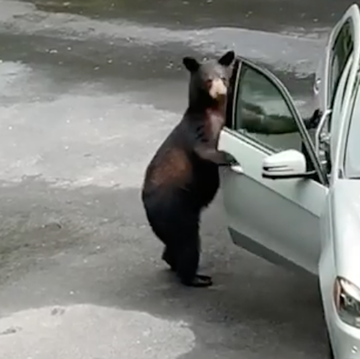 bear breaking into car
