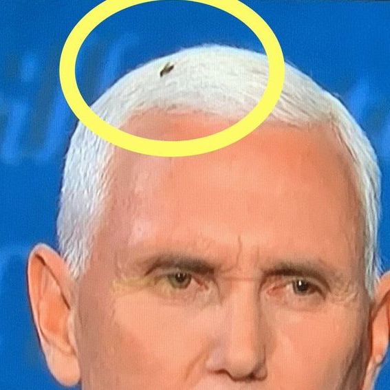 mike pence with fly in hair