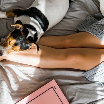 dog lying on bed with owner