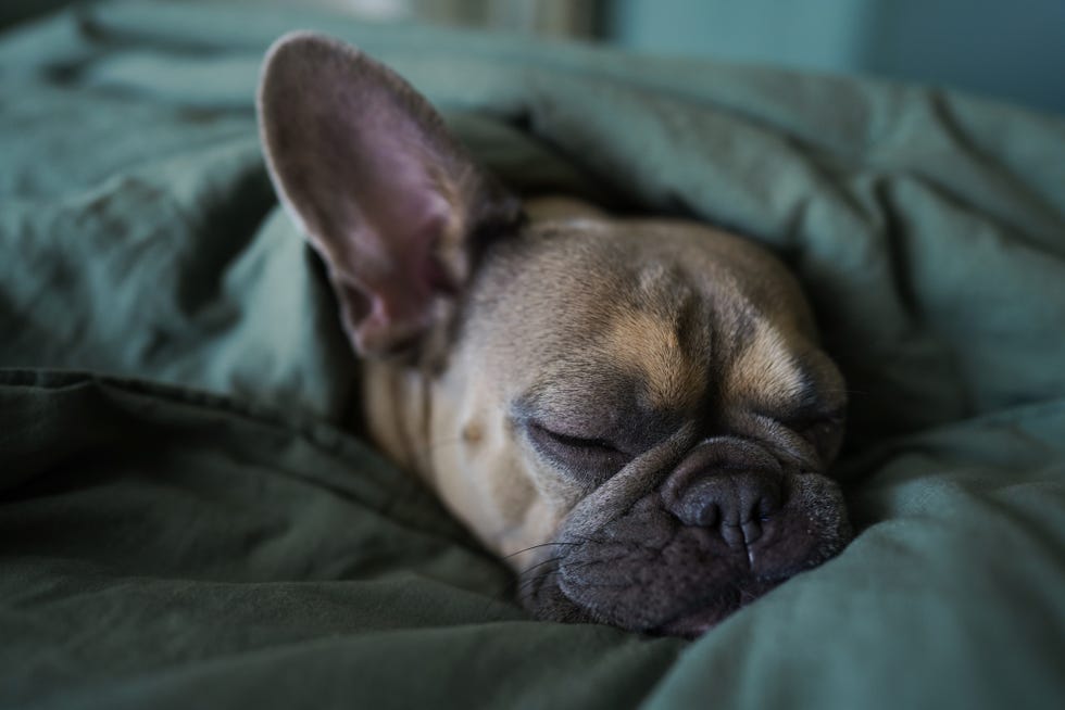 little french bulldog sleeping in a blanket