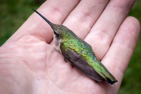 hummingbird