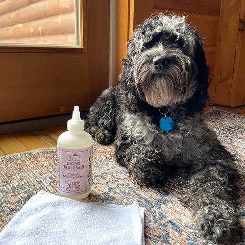 paw gel cleanser next to olive the dog