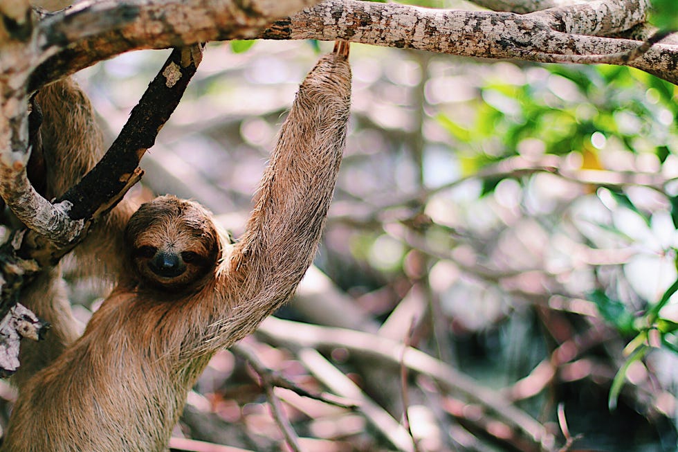 a sloth