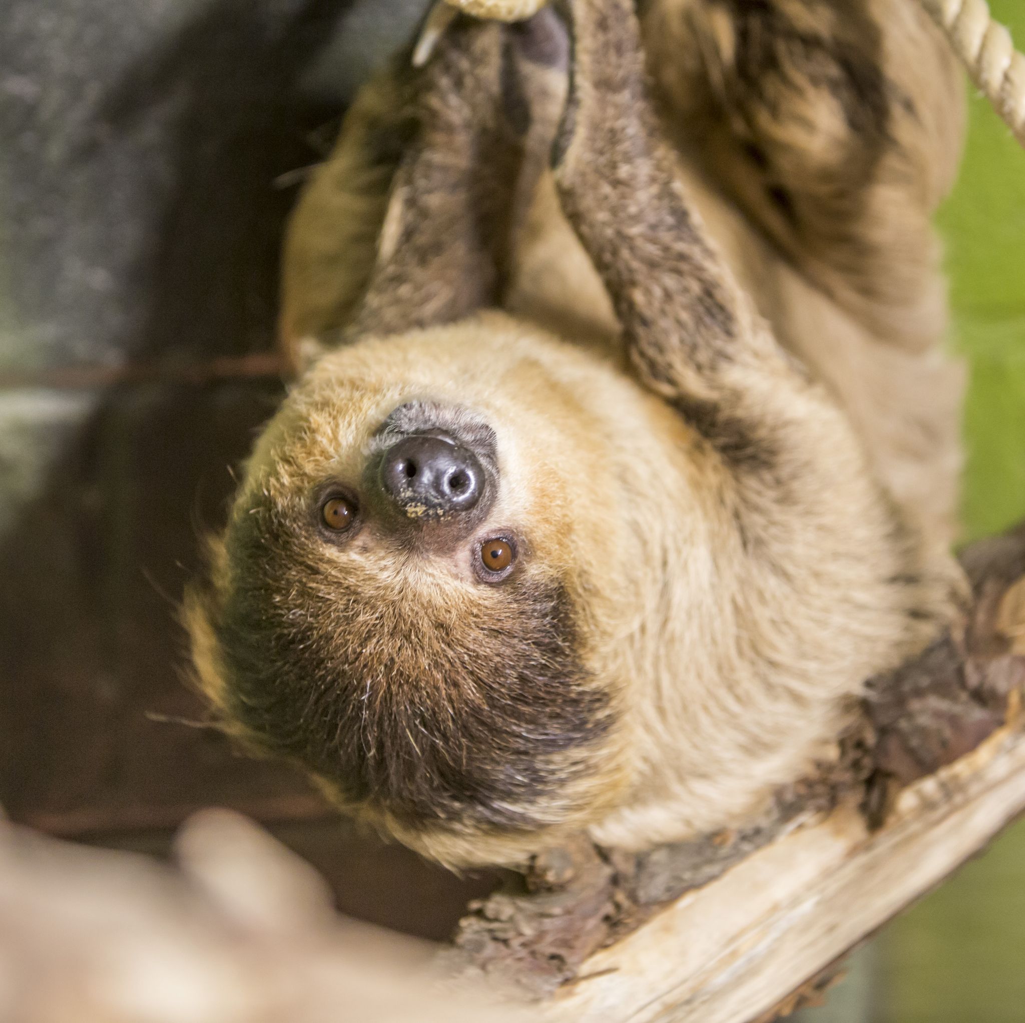 Sloth retirement home opens in wales and you can visit