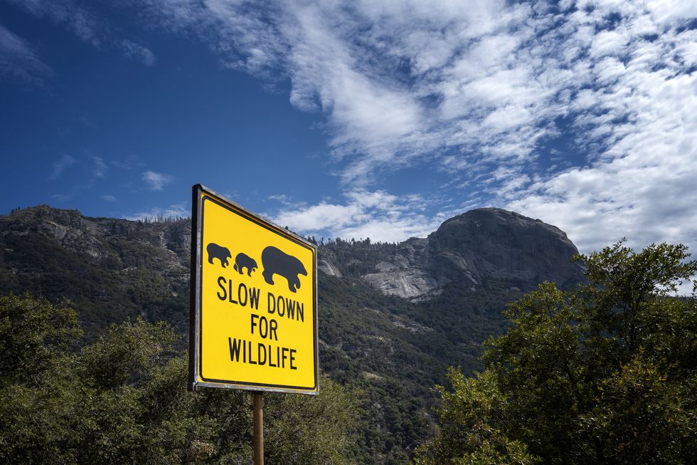 slow down for wildlife, message seen on road in california, usa
