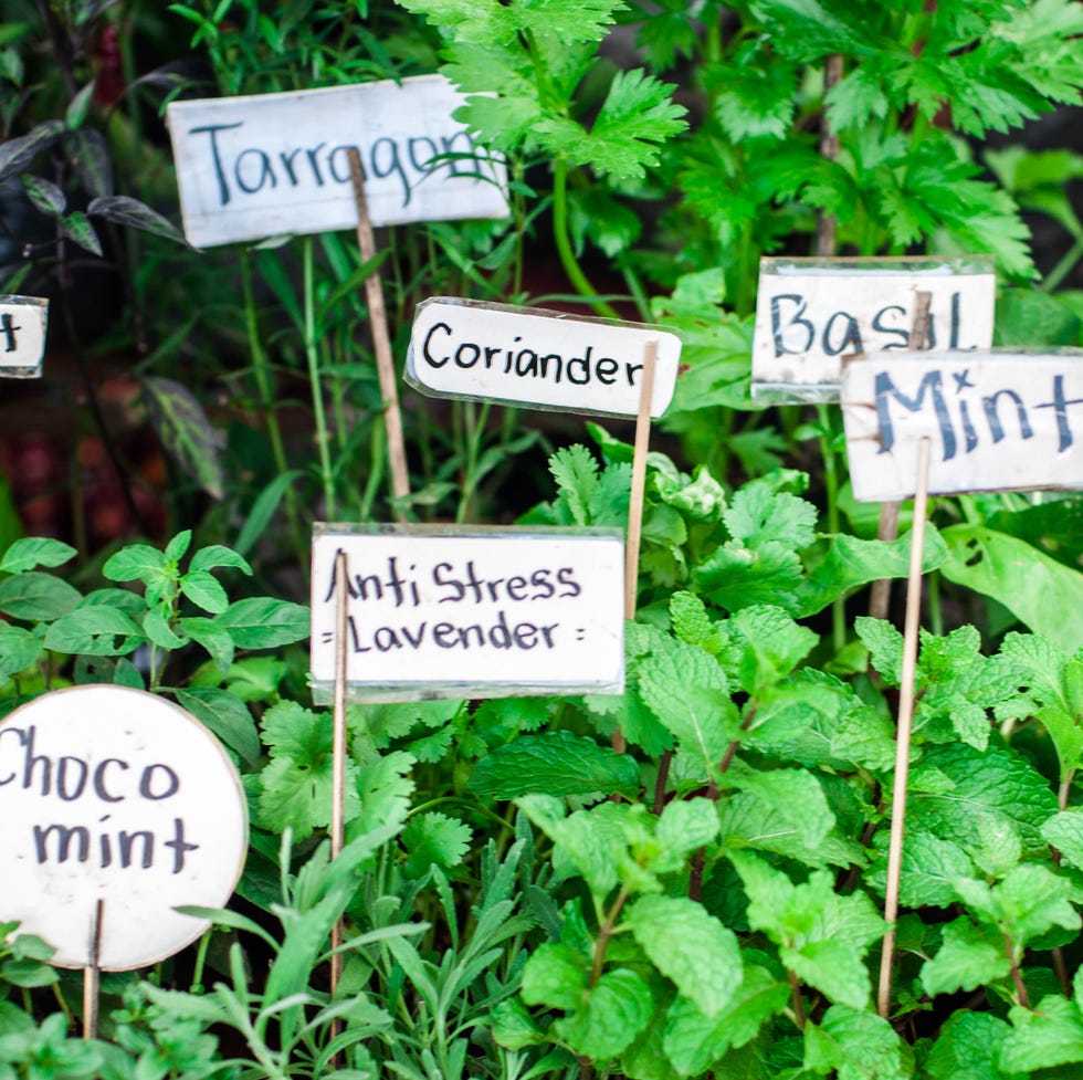 slow gardening herbs