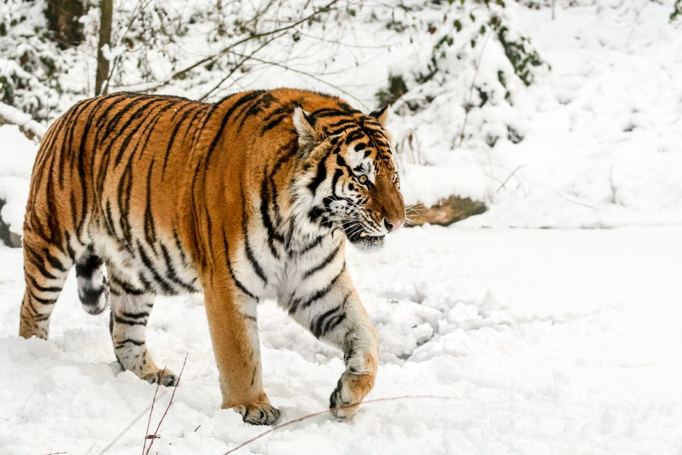 Slowly walking Siberian tiger in snow
