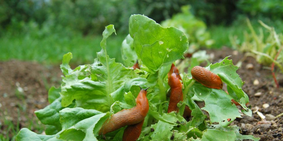 snail invasion on the salad garden