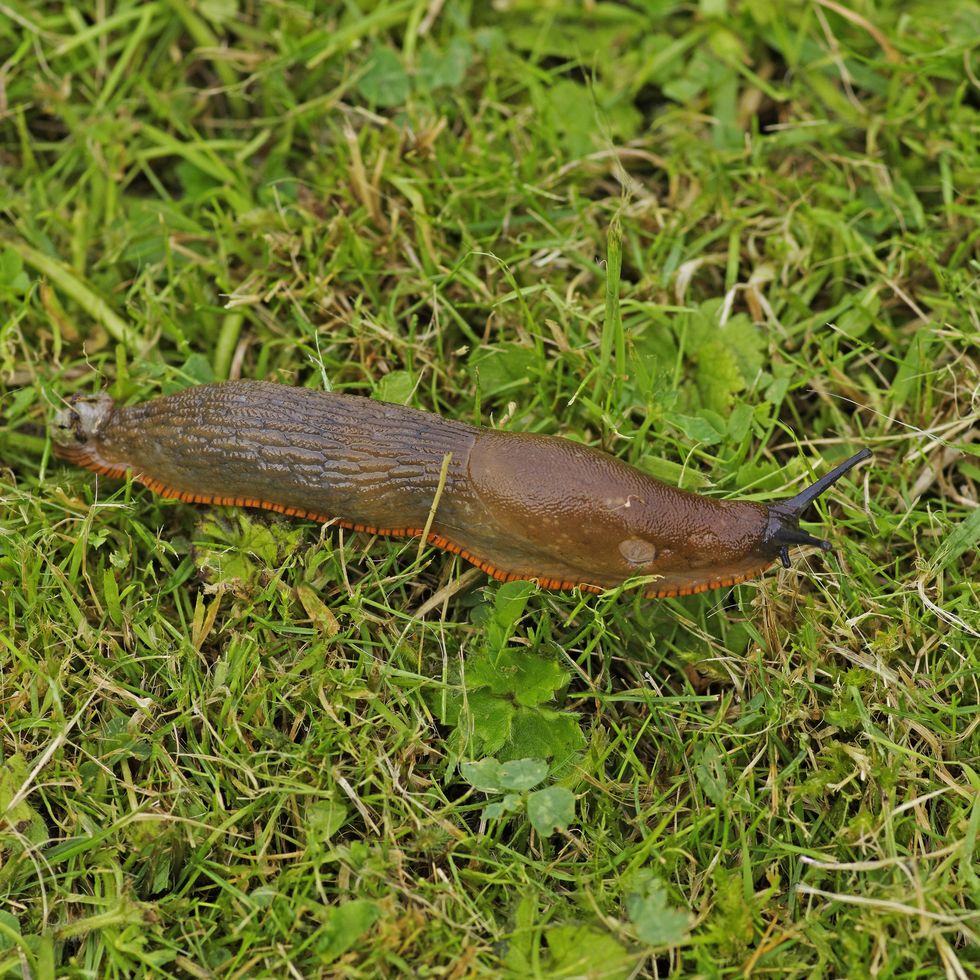 Big red slug Arion rufus on the lawn, photographed in Swindon, Wiltshire, England on August 29, 2023