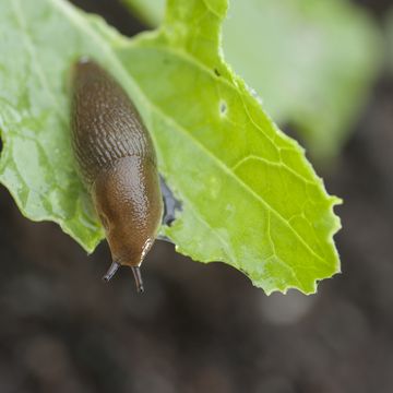 brown slug on green leaf