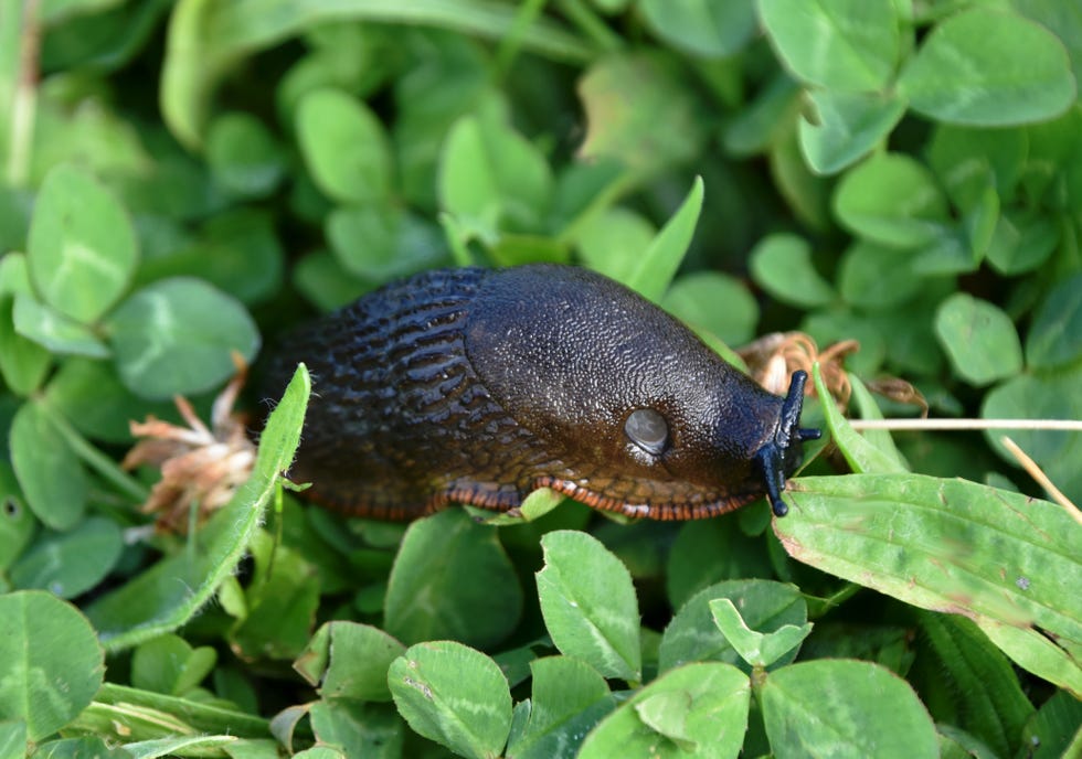 reasons why there are more snails in gardens