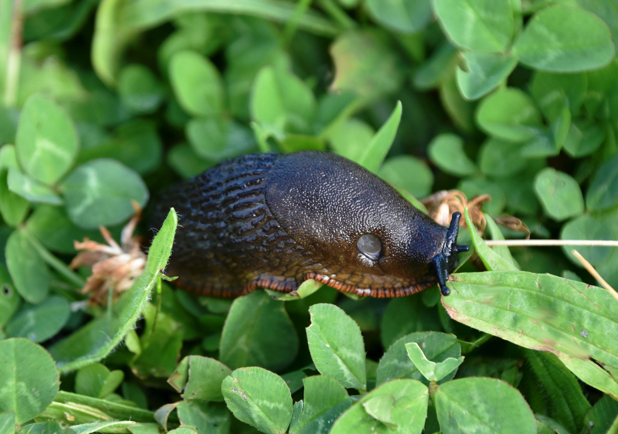 9 Natural Ways To Deter Slugs