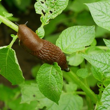 spanish slug pest arion vulgaris snail parasitizes on potato leaves solanum tuberosum potatoes leaf vegetables or cabbage lettuce moving in the garden, eating ripe plant crops an invasive of slug native to spain land from the iberian peninsula dangerous for agriculture, farming and farm must be picked hand does enormous damage local overpopulation or overgrowth lack of natural enemies and parasites disposal granules molluscicides by poison pesticides or parasitic nematodes czech europe